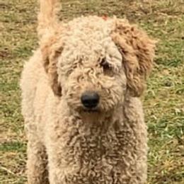 Tillie - Goldendoodle