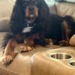 Bella - Cavalier King Charles Spaniel