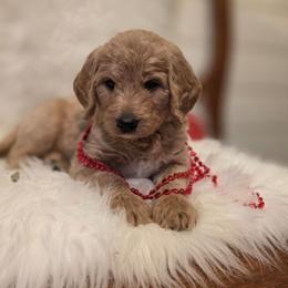 Pine - Yellow and white male Bernedoodle puppy in Eatonville, Washington from Mt. Rainier Doodle Dogs