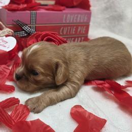 Bronwyn - Ruby female Cavalier King Charles Spaniel puppy in Stilwell, Oklahoma from Love Bug Cavaliers