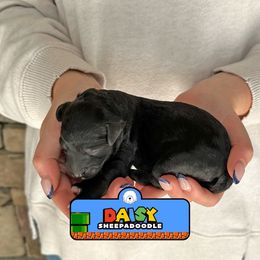 Daisy - Black and white female Sheepadoodle puppy in Cleveland, Tennessee from Narrow Path Old English & Sheepadoodles