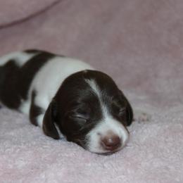 Etta - Piebald female Dachshund puppy in Staley, North Carolina from Langley Farms Dachshunds
