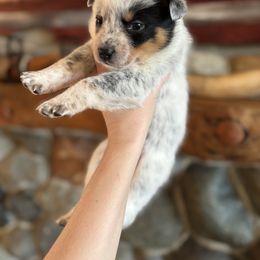 Smoke - Blue male Australian Cattle Dog puppy in Ellensburg, Washington from Boondock Bandits