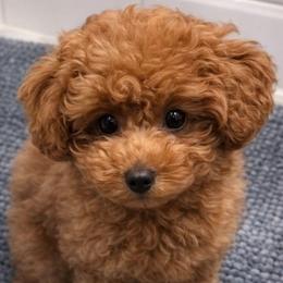 Riley Red - Red male Yorkipoo puppy in North Huntington, Pennsylvania from Charz Dollz