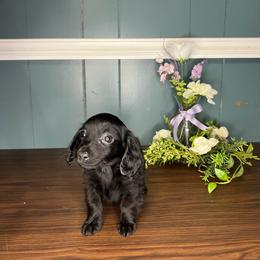 Nova - Black female Dachshund puppy in Wellborn, Florida from Azalea Acres Mini Doxies
