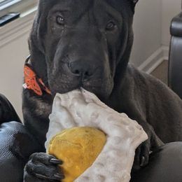 Chinese Shar-Pei from Wrinkle Babies