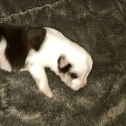 Jasper - Blue merle male Toy Australian Shepherd puppy in Phoenix, Arizona from LuminAussies - Toy Australian Shepherd