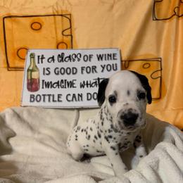 Shiraz - White and black male Dalmatian puppy in Claremore, Oklahoma from Lotsofdots Dalmatians