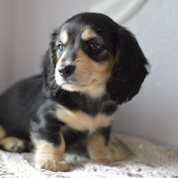 Dachshund Puppies from Dreamheart Dachshunds
