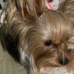 Gabby - Yorkshire Terrier