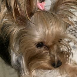 Gabby - Yorkshire Terrier