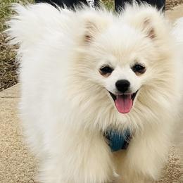 Cole - White male Pomeranian puppy in St. Louis, Missouri from Saint Louis Pomeranian babies