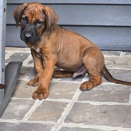 Boy 4 - male Rhodesian Ridgeback puppy in Gaffney, South Carolina from Circle D Farms