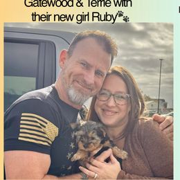 Biewer Terrier and Yorkshire Terrier Puppies from Southeast Biewers