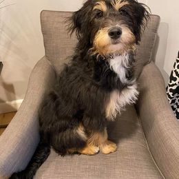 Aussiedoodle and Bernedoodle All Grown Up from Imels Doodles