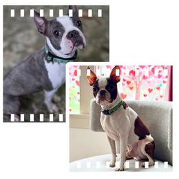 Boston Terrier puppies from The Bostons of Twisted Anchor Farms