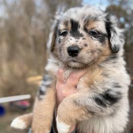 Negan - Blue merle male Australian Shepherd puppy in Nicholasville, Kentucky from Sugar Creek Aussies