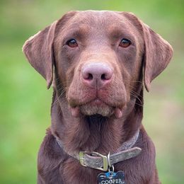 Cooper - Labrador Retriever