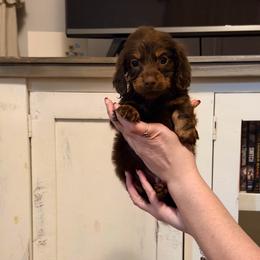 Leo - Chocolate male Dachshund puppy in Silsbee, Texas from The Doxie Den