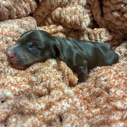 Rocco - Chocolate male Dachshund puppy in Eaton, Ohio from Miniature Alphas Dachshunds