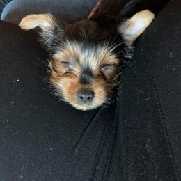 Yorkshire Terrier Puppies from Yorkie Prints