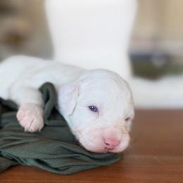 Blanton - Parti male Goldendoodle puppy in Queen Creek, Arizona from Sunny Doodles