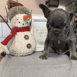 Noah - Liver male French Bulldog puppy in Warm Springs, Arkansas from Seven Hills Arkansas