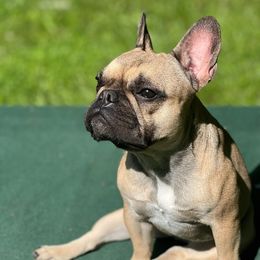Bella - French Bulldog