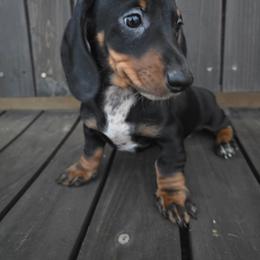 Dodger - Black and tan male Dachshund puppy in Riverdale, Utah from Behive Doxies