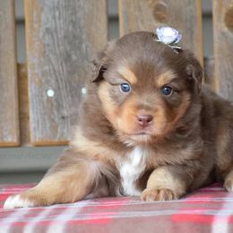 Australian Shepherd Puppies from 4 Seasons Toy and Mini Aussies