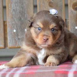 Australian Shepherd Puppies from 4 Seasons Toy and Mini Aussies