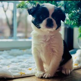 Girl 2 pink - Black and white female Japanese Chin puppy in Vernon, Connecticut from Chin Babies