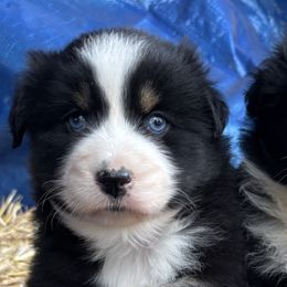 Miniature Australian Shepherds from Two Pines Mini Aussies