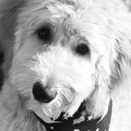 Anna Belle - Apricot female Goldendoodle puppy in The Woodlands, Texas from Hula & Oliver Co.