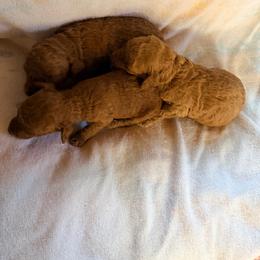 Evangeline - Red  female Poodle puppy in Colerain, North Carolina from Lisa's Poodles