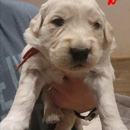 Red - Golden female Golden Retriever puppy in Lucasville, Ohio from Halo Kennels