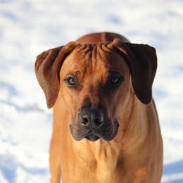 Rhodesian Ridgeback Puppies from Supernova Ridgebacks