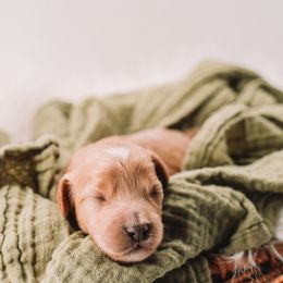 Blue Boy - Apricot male Cavapoo puppy in Mckinney, Texas from Doodles of North Tx