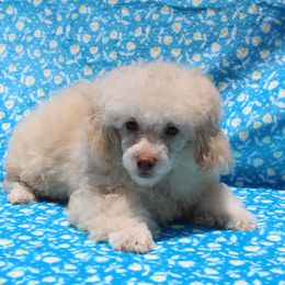 Patrick - Cream male Poodle puppy in Greenville, South Carolina from Wendy's House Of Poodles LLC