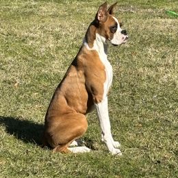 Boxer puppies from Toledo Bend Boxers