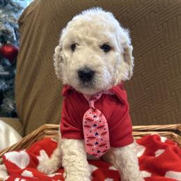 Valentino - White male Poodle puppy in Mobile, Alabama from Semmy’s Standard Poodle LLC