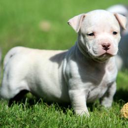 Girl 6 - Fawn female American Staffordshire Terrier puppy in Kewaskum, Wisconsin from Heritage AmStaffs