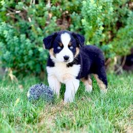 Mulan - Black tri-color female Australian Shepherd puppy in Vernal, Utah from Dancing M Australian Shepherds
