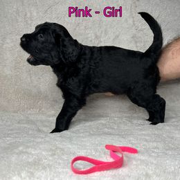 Goldendoodle and Poodle Puppies from Poodles and Doodles By Grace