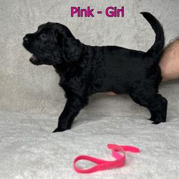 Goldendoodle and Poodle Puppies from Poodles and Doodles By Grace