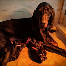 Black and Tan Coonhound and Bracco Italiano Puppies from Old Soul Black & Tan Coonhounds