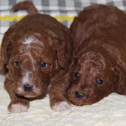 Both girls available - Red  female Goldendoodle puppy in Carnesville, Georgia from Mustard Seed Ranch Goldendoodles