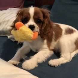 Cavalier King Charles Spaniels from Silverspoon Cavaliers