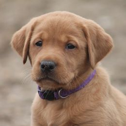 Labrador Retriever Puppies from Triple Creek Kennel