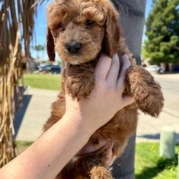 Light Blue Collar - Red male Assorted Doodle Crosses puppy in Marysville, California from Dailey Doodles and Dachshunds
